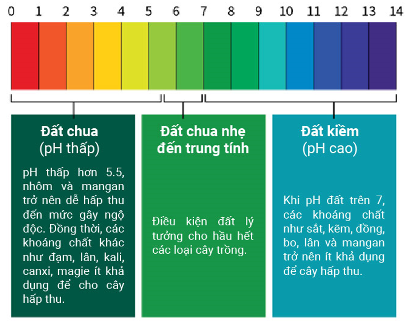 pH đất và tác động đến môi trường đất