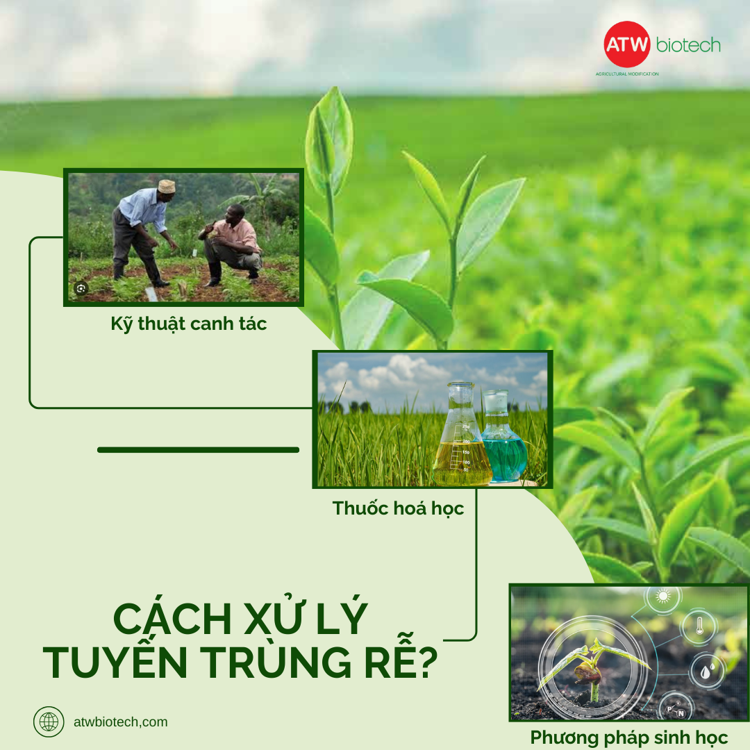 các cách xử lý triệt để tuyến trùng rễ sầu riêng