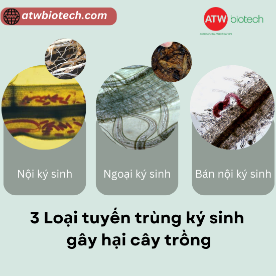 Phân loại tuyến trùng rễ dựa trên cách tuyến trùng ký sinh vào rễ cây