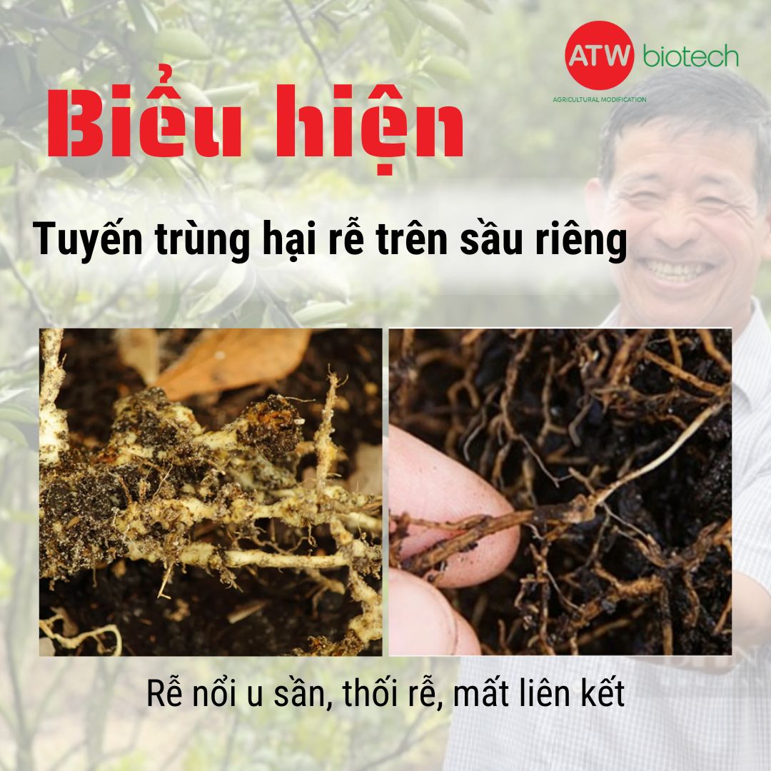 Biểu hiện trên rễ của tuyến trùng rễ sầu riêng