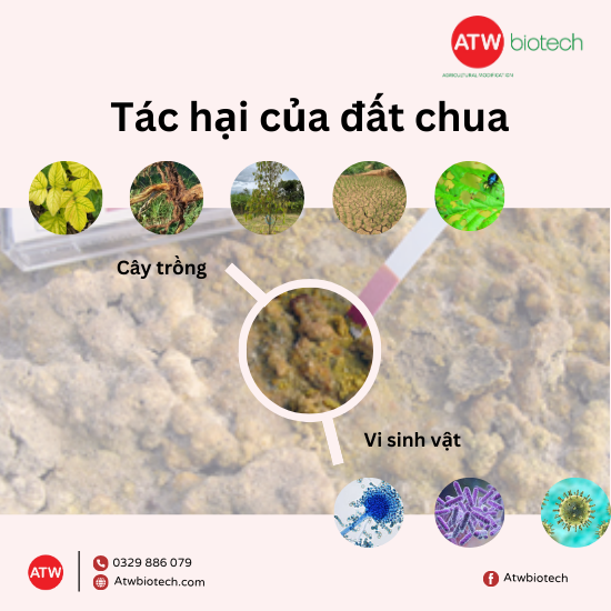 Tác hại của đất chua ảnh hưởng đến cây trồng