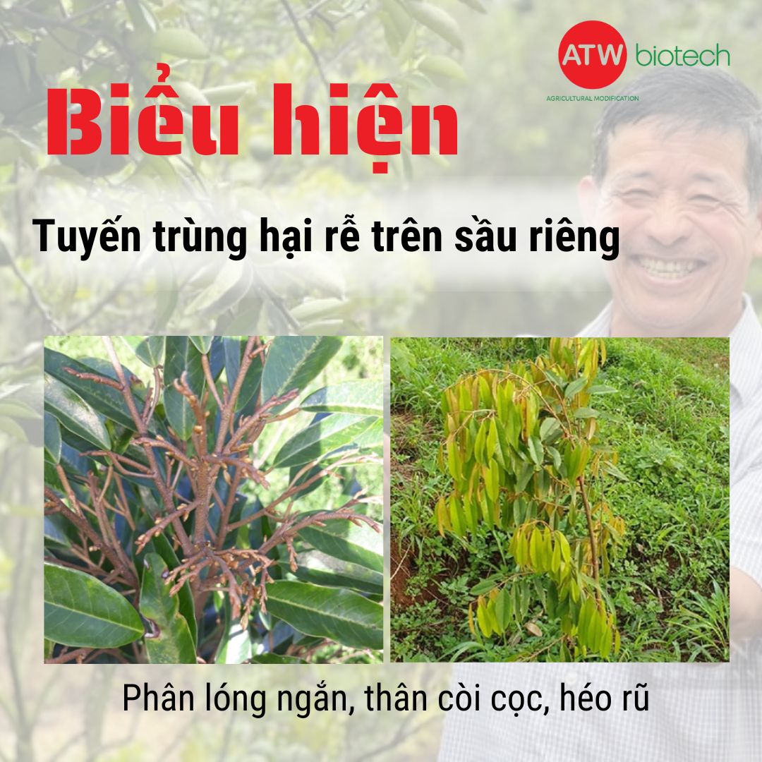 Biểu hiện trên thân của tuyến trùng rễ sầu riêng