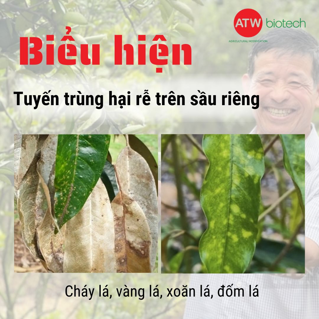 Biểu hiện trên lá của tuyến trùng rễ sầu riêng