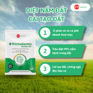 Giải pháp bón phân tăng năng suất gừng -Trichoderma Bacillus WP