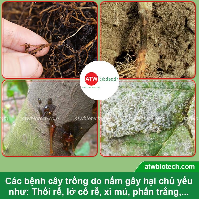 Thuốc đặc trị nấm và vi khuẩn hại cây trồng ATW ChaRho SC