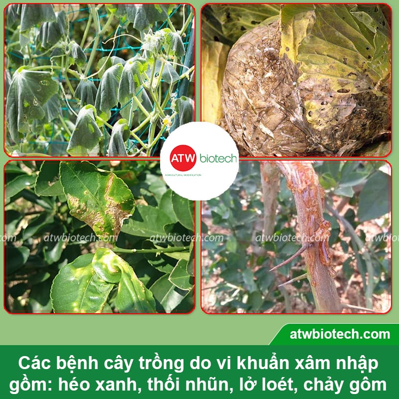Thuốc đặc trị nấm và vi khuẩn hại cây trồng ATW ChaRho SC