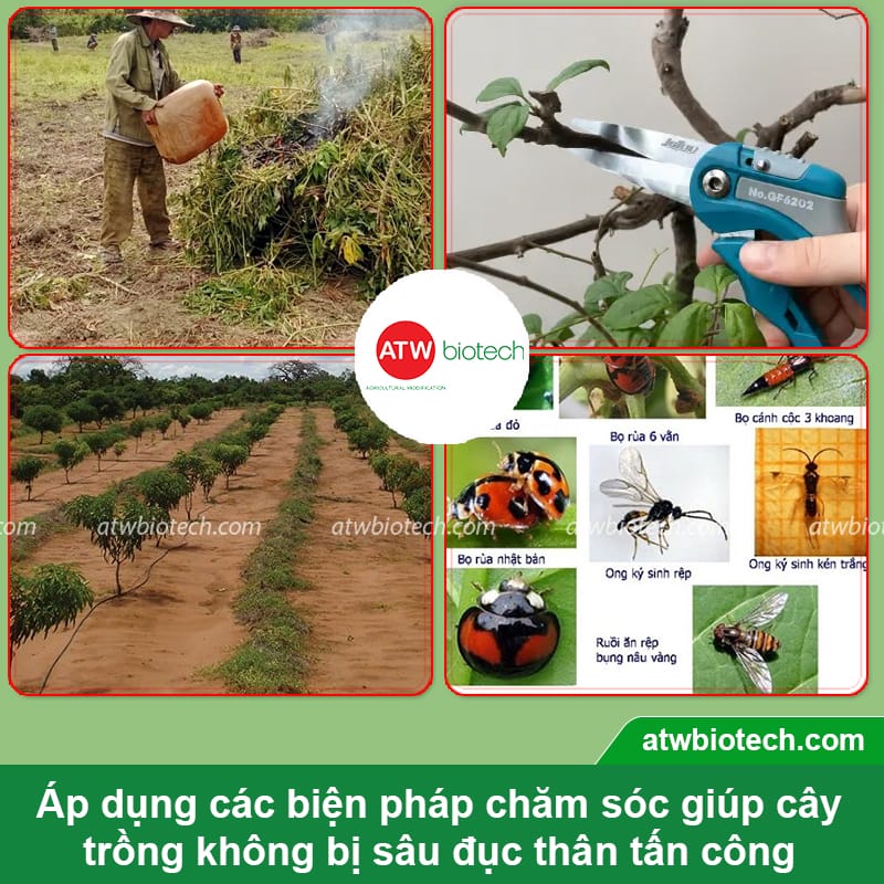 Thuốc trị sâu đục thân ATW Sauray WP giúp phòng trừ hiệu quả