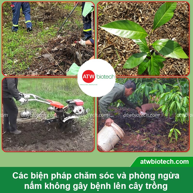 Thuốc trừ bệnh cây trồng ATW Batricha WP chuyên trị nấm hại
