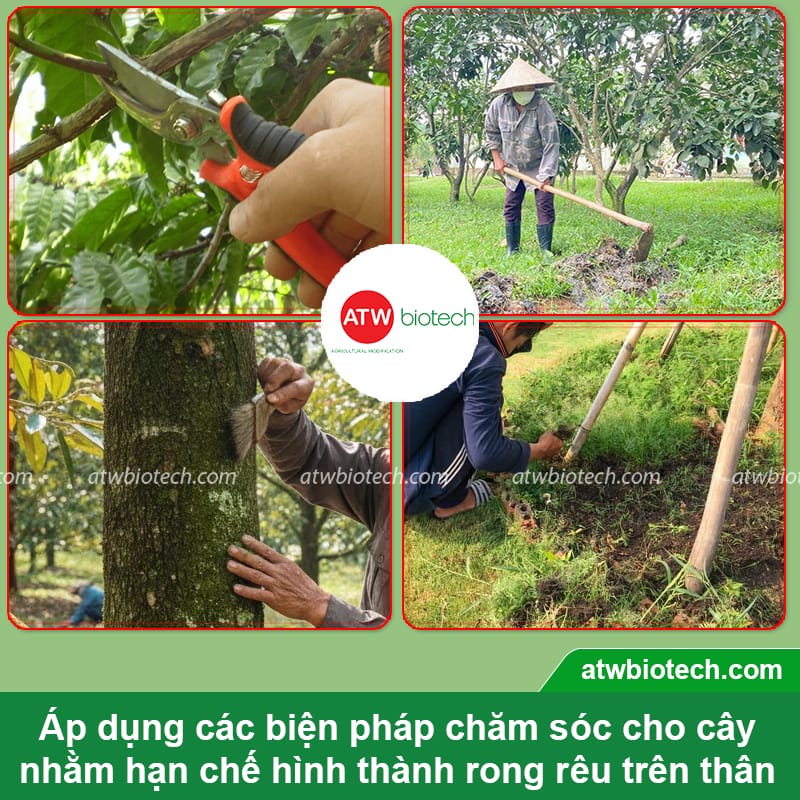 Thuốc tẩy rong rêu trên thân cây Nano Cu rửa vườn, sát khuẩn