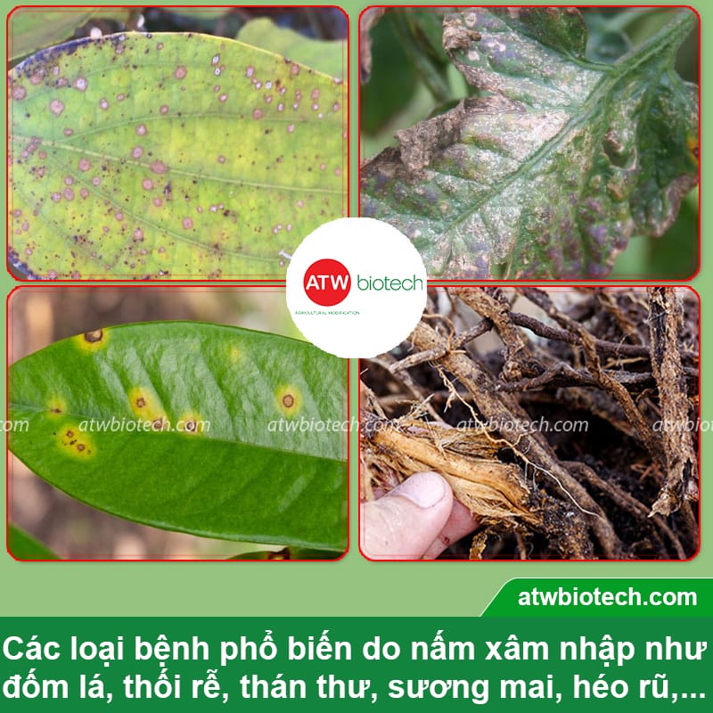 Thuốc trừ bệnh cây trồng ATW Batricha WP chuyên trị nấm hại