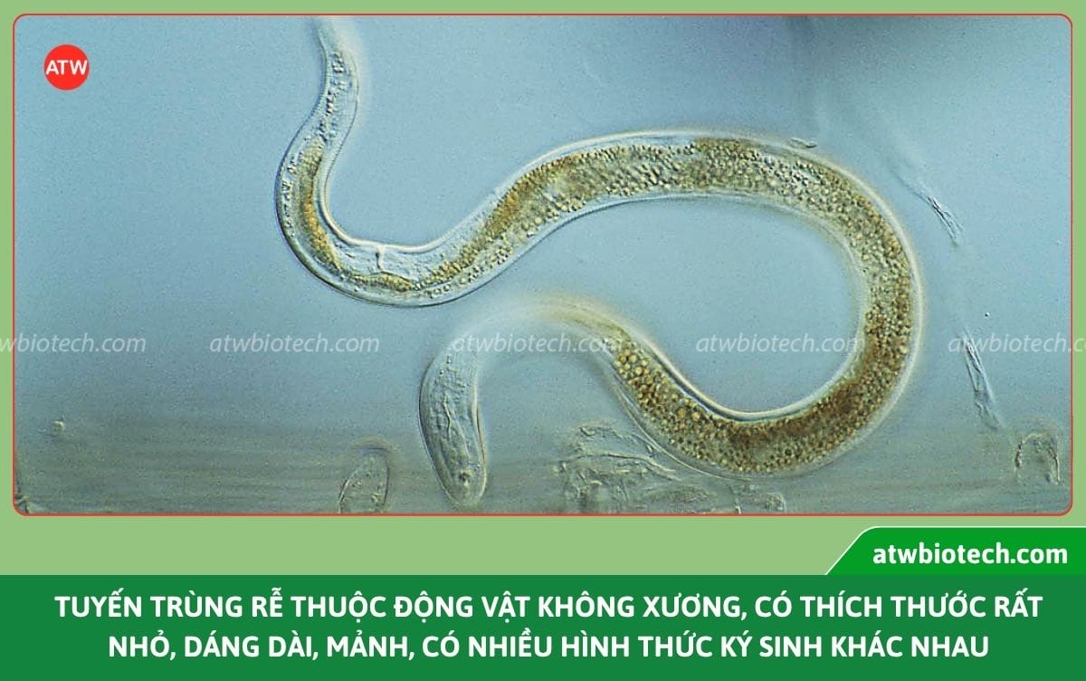 Thuốc trị tuyến trùng rễ Padave 10⁶ WP bảo vệ rễ an toàn