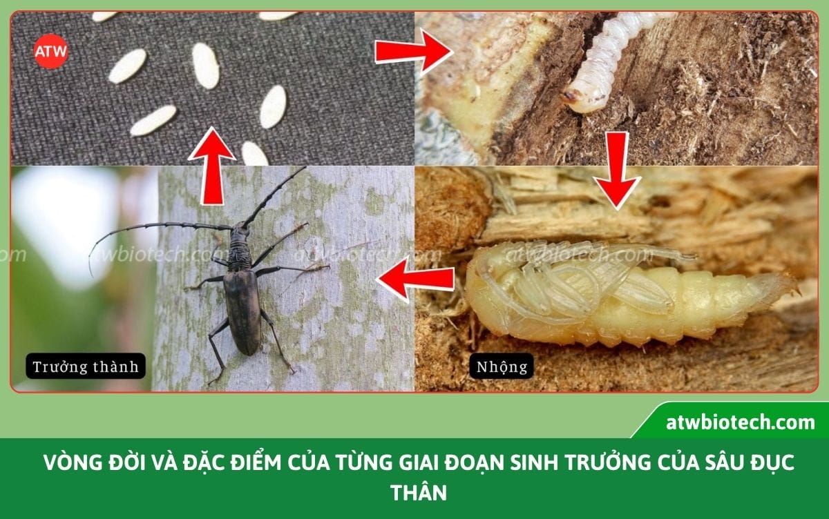 Thuốc trị sâu đục thân ATW Sauray WP giúp phòng trừ hiệu quả