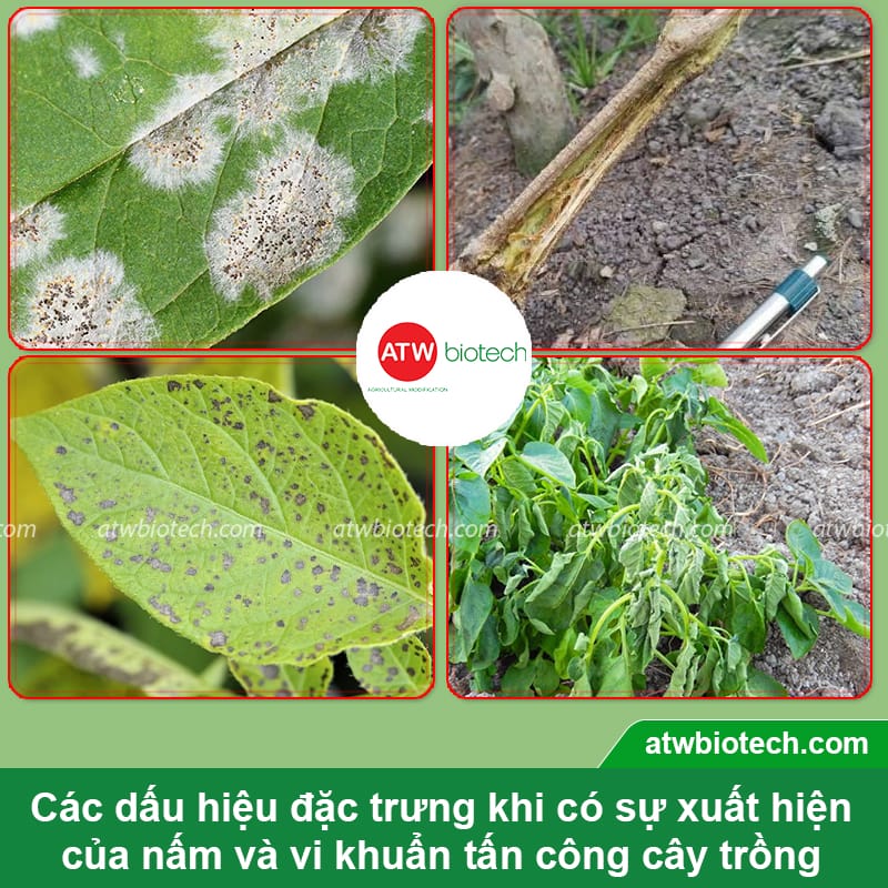 Thuốc đặc trị nấm và vi khuẩn hại cây trồng ATW ChaRho SC