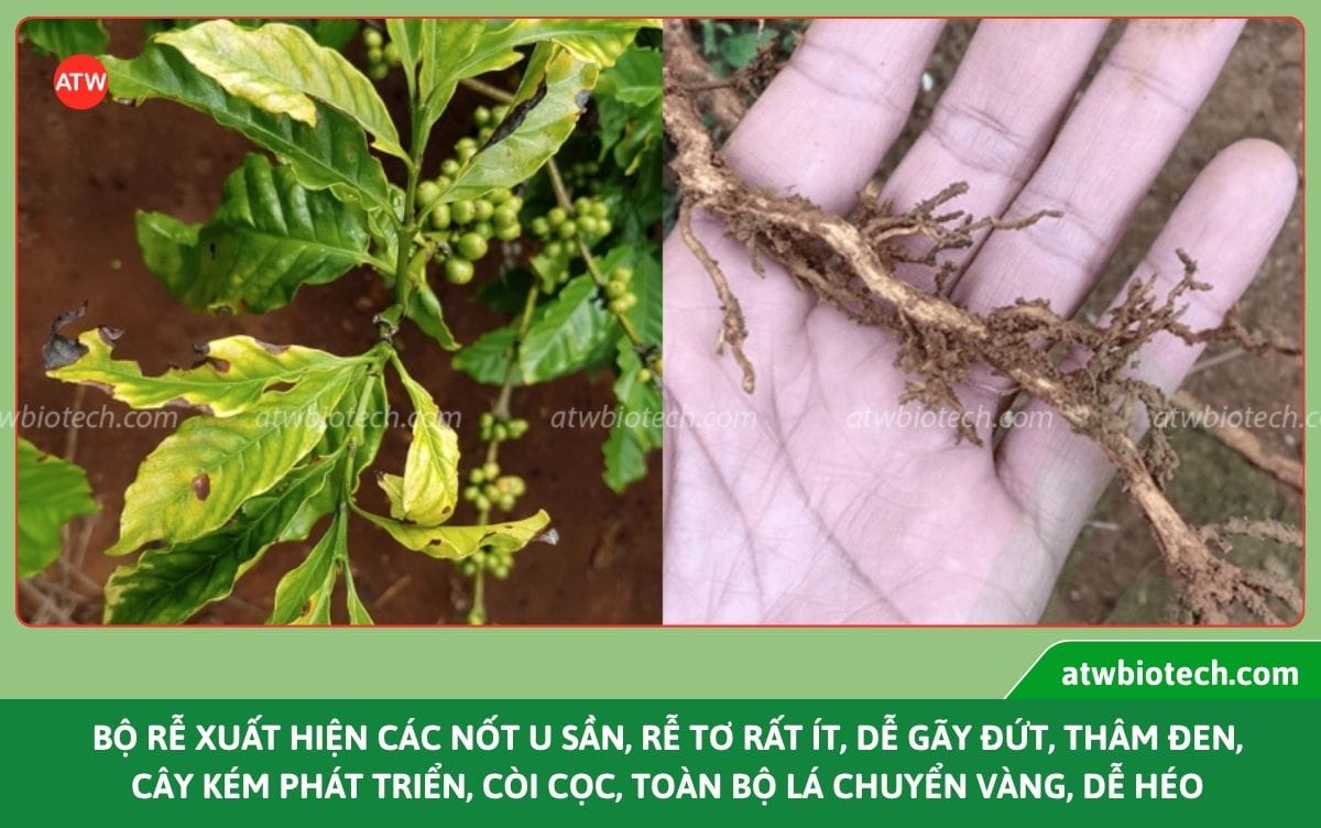 Thuốc trị tuyến trùng rễ Padave 10⁶ WP bảo vệ rễ an toàn