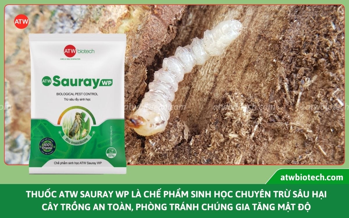 Thuốc trị sâu đục thân ATW Sauray WP giúp phòng trừ hiệu quả