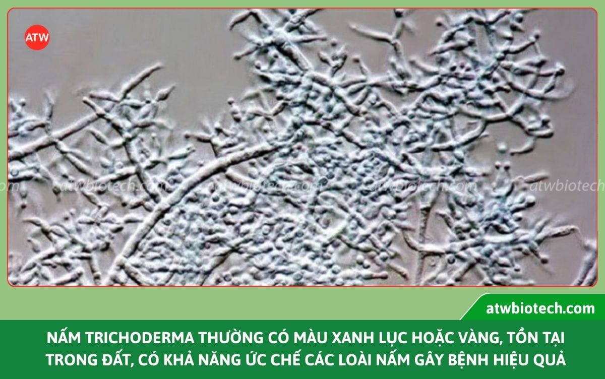 Chế phẩm Trichoderma Bacillus WP diệt nấm bệnh, cải tạo đất