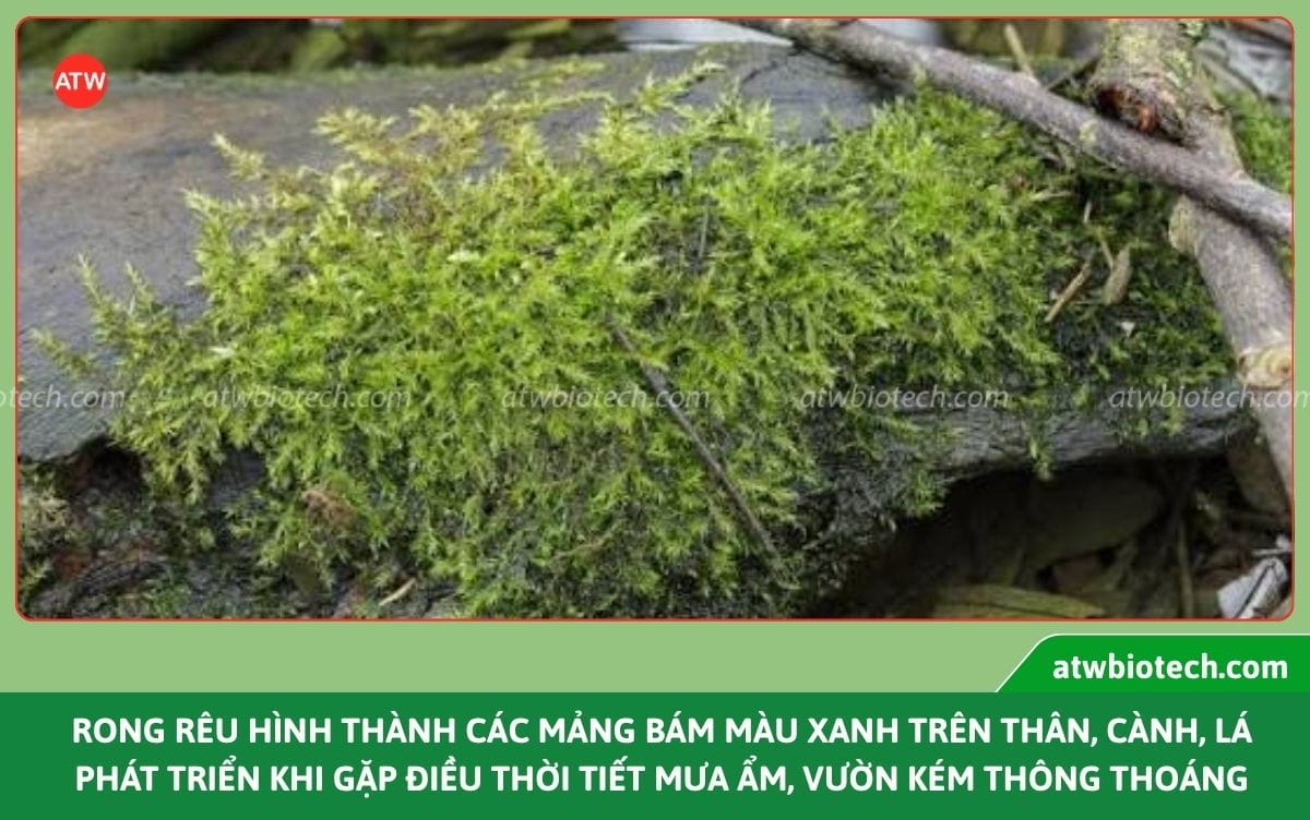 Thuốc tẩy rong rêu trên thân cây Nano Cu rửa vườn, sát khuẩn