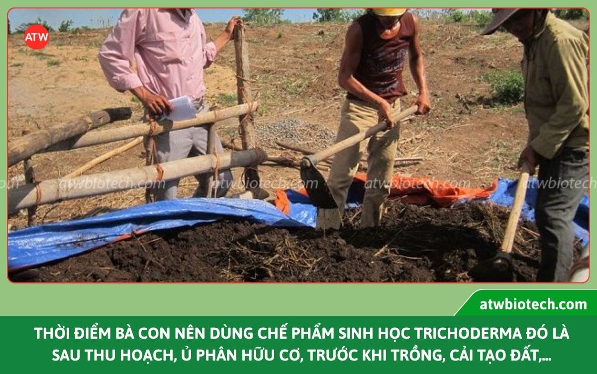 Chế phẩm Trichoderma Bacillus WP diệt nấm bệnh, cải tạo đất