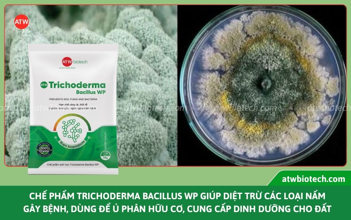 Chế phẩm Trichoderma Bacillus WP diệt nấm bệnh, cải tạo đất