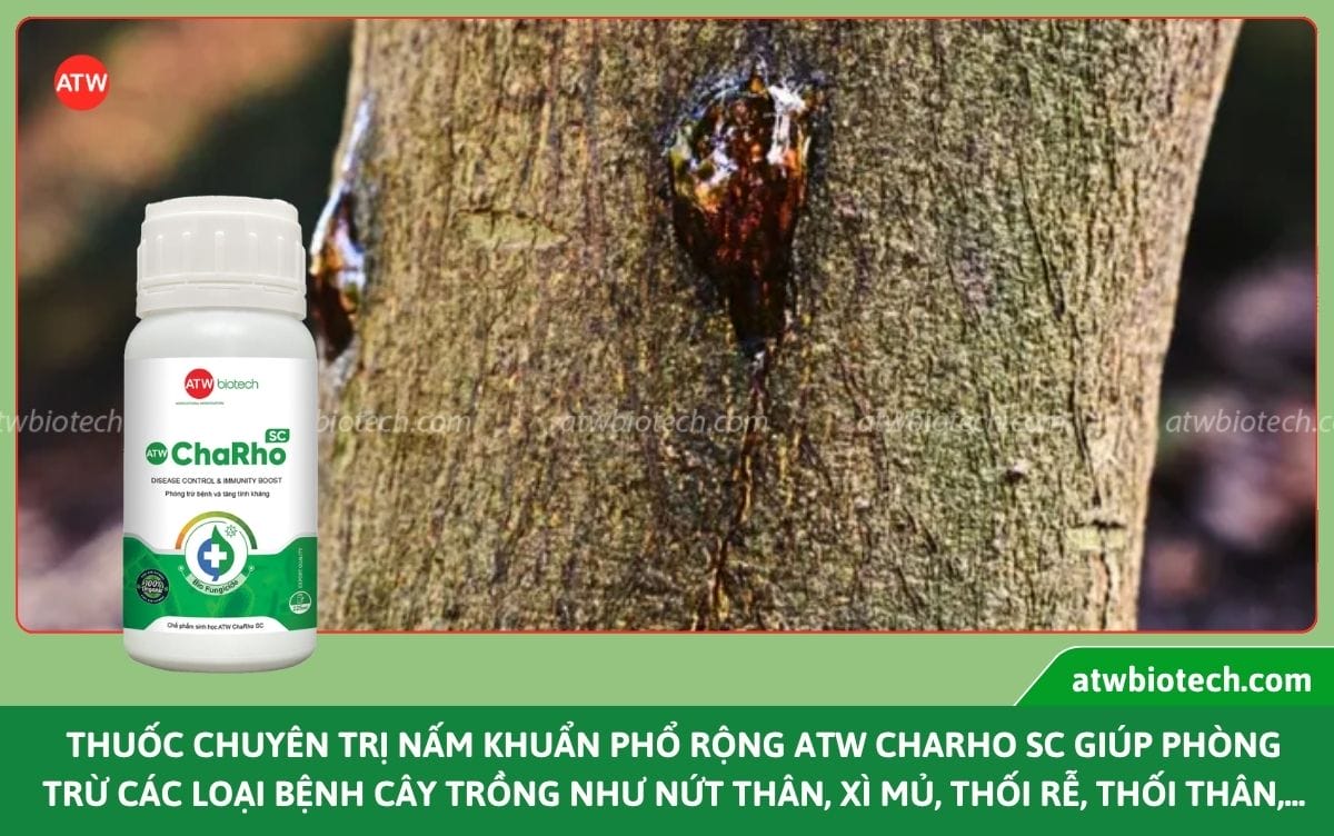 Thuốc đặc trị nấm và vi khuẩn hại cây trồng ATW ChaRho SC
