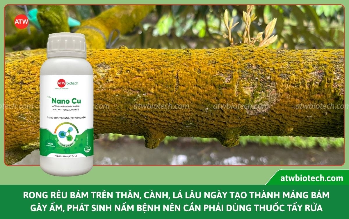 Thuốc tẩy rong rêu trên thân cây Nano Cu rửa vườn, sát khuẩn