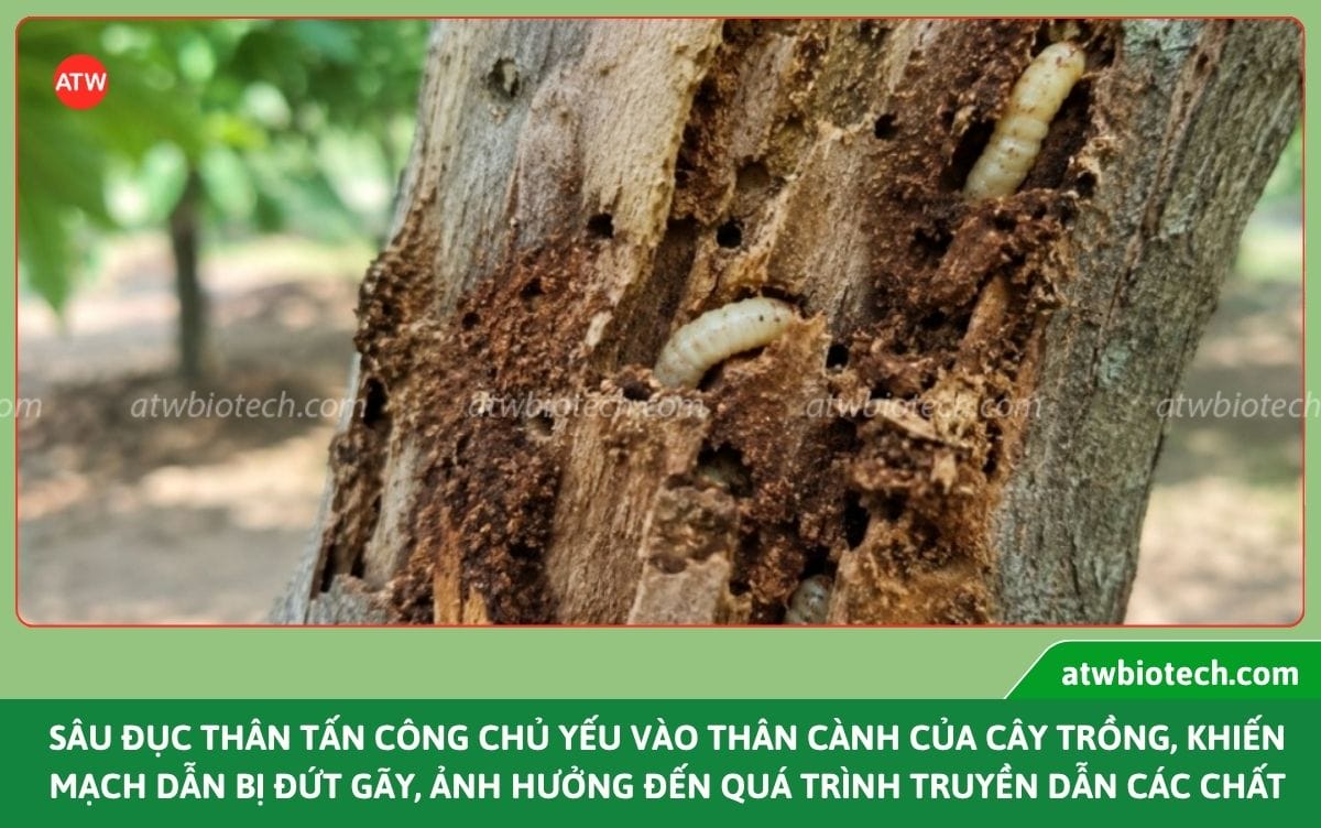 Thuốc trị sâu đục thân ATW Sauray WP giúp phòng trừ hiệu quả