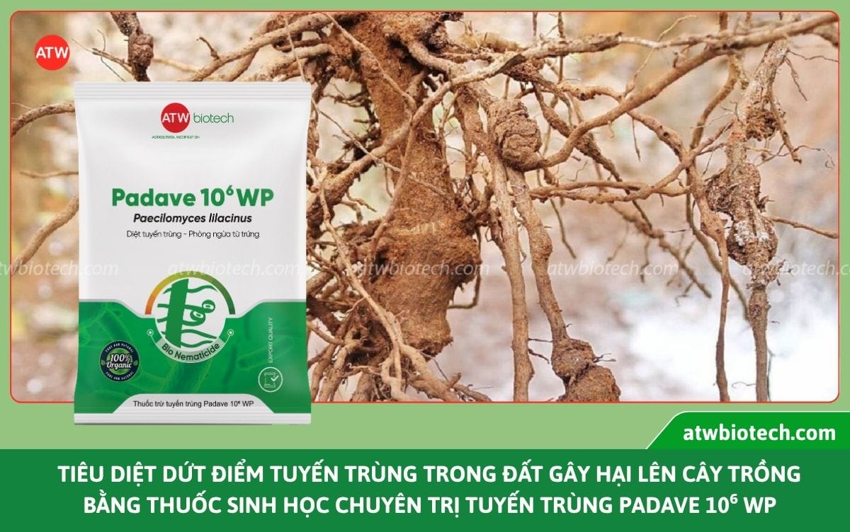 Thuốc trị tuyến trùng rễ Padave 10⁶ WP bảo vệ rễ an toàn