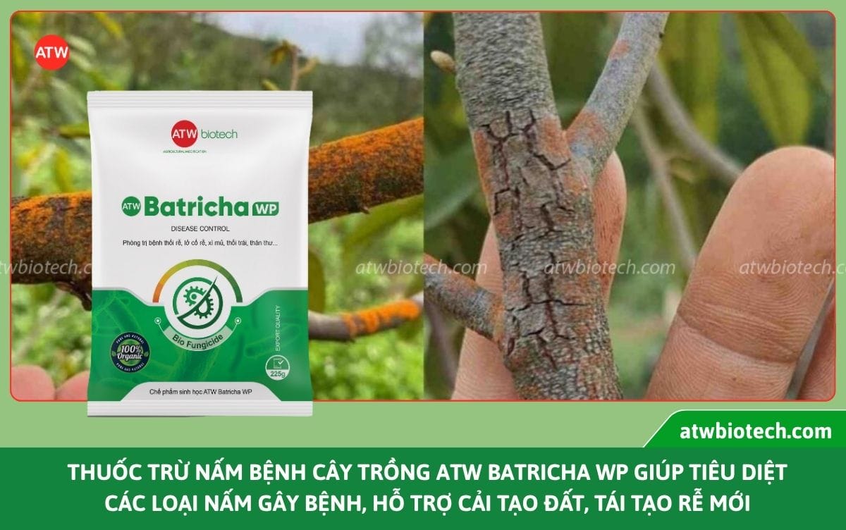 Thuốc trừ bệnh cây trồng ATW Batricha WP chuyên trị nấm hại