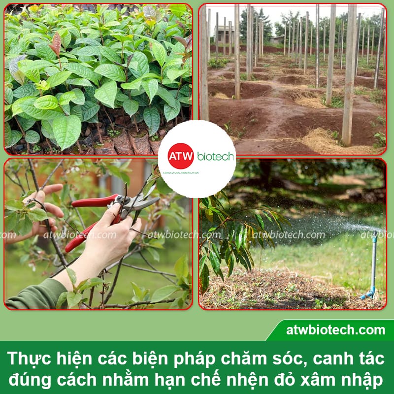 Thuốc trị nhện đỏ, rầy, sâu Laqua 10⁶ SC hiệu quả, an toàn