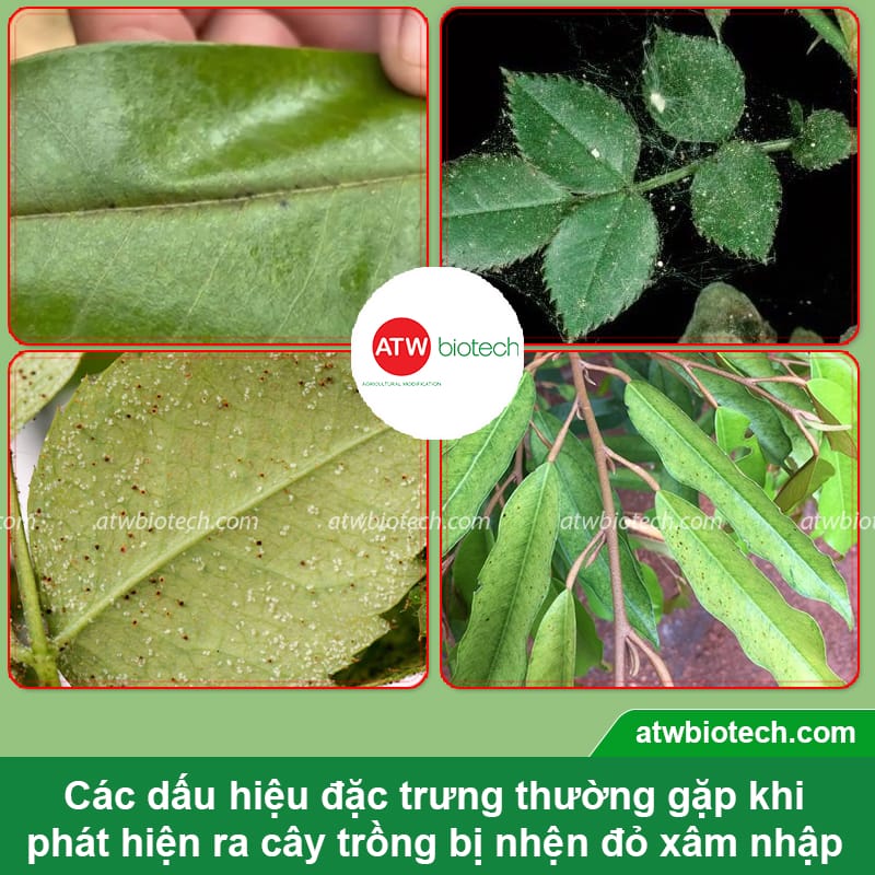 Thuốc trị nhện đỏ, rầy, sâu Laqua 10⁶ SC hiệu quả, an toàn