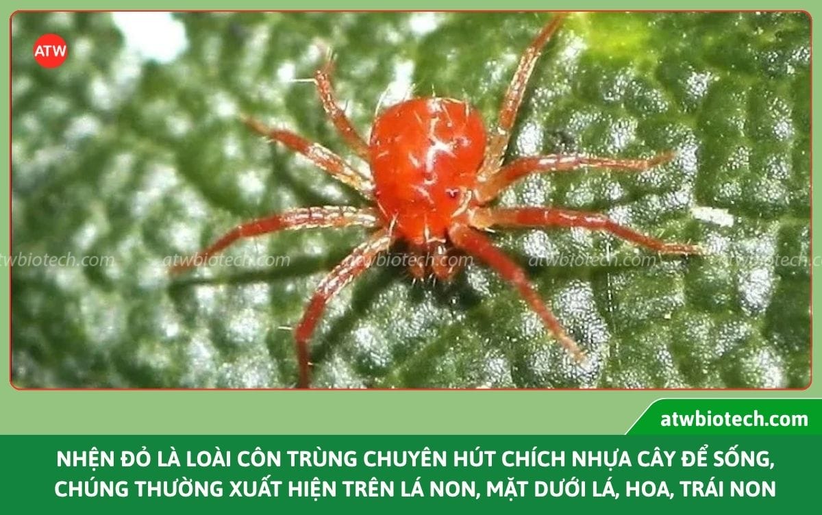 Thuốc trị nhện đỏ, rầy, sâu Laqua 10⁶ SC hiệu quả, an toàn