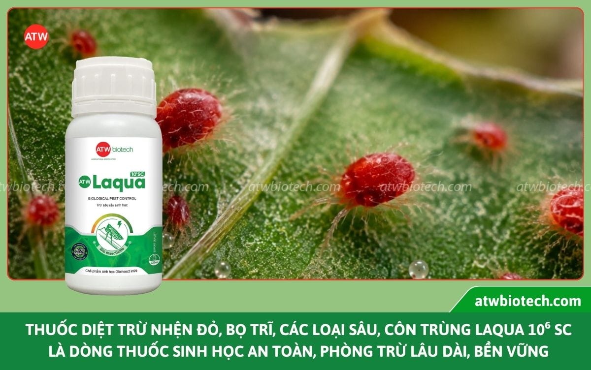 Thuốc trị nhện đỏ, rầy, sâu Laqua 10⁶ SC hiệu quả, an toàn