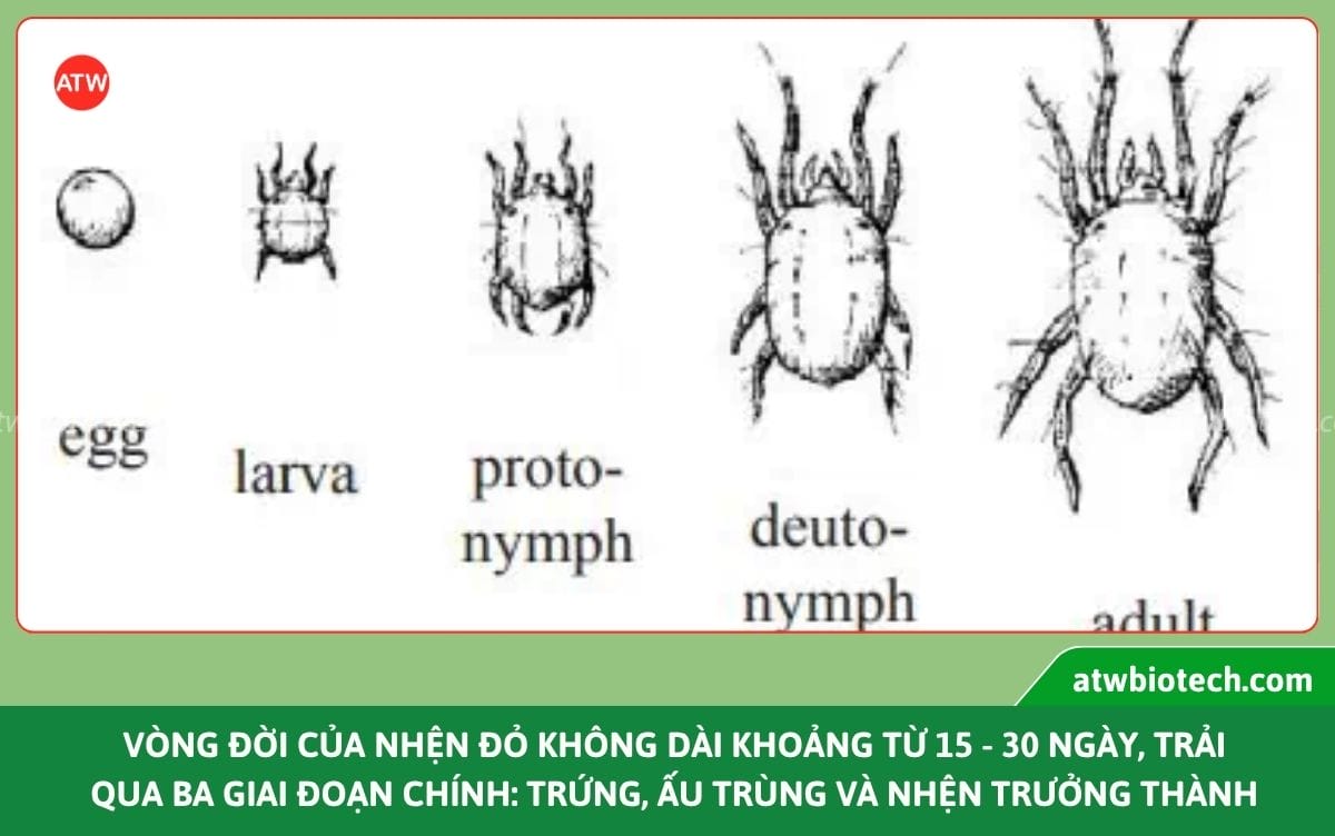Thuốc trị nhện đỏ, rầy, sâu Laqua 10⁶ SC hiệu quả, an toàn
