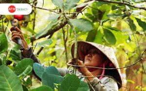 Bà con trồng điều