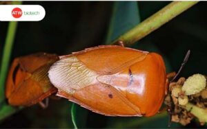 Bọ xít gây hại cho cây trồng