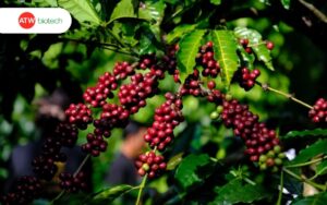 xử lý gỉ sắt hiệu quả với chế phẩm sinh học nhà ATW