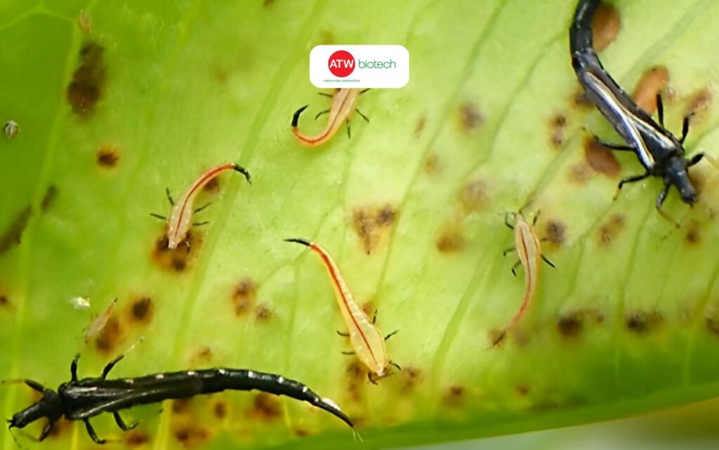 Cách diệt bọ trĩ hiệu quả, nhanh chóng