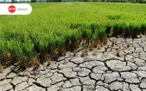 Đất nhiễm mặn khiến cây không phát triển