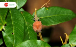 Bọ xít hại cây
