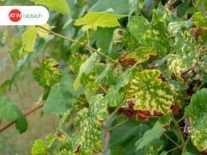 cây còi cọc, chậm phát triển