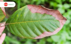 Nhận biết cây thiếu - thừa Kali