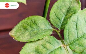 Sâu nhện tấn công hoa hồng