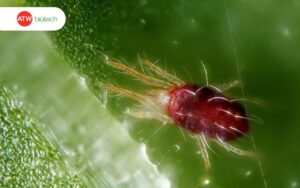 Côn trùng tí hon gây hại nhiều loại cây khác nhau