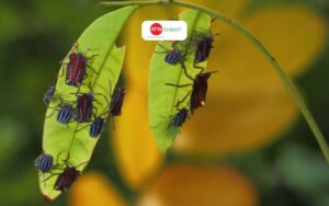 tốc độ phát triển của bọ xít nâu