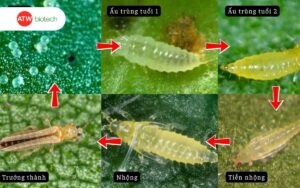 Vòng đời bọ trĩ qua 6 giai đoạn