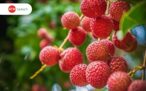 Vườn vải sau khi diệt bọ xít