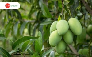 Vườn xoài dùng biện pháp sinh học phòng bọ trĩ