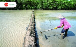 Ruộng bị xâm nhập mặn