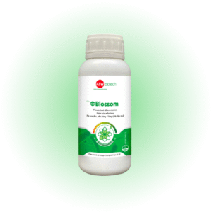 Phân hóa mầm hoa - ATW Blossom