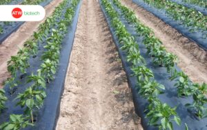 Che phủ nilon ngăn rầy phấn trắng ký sinh